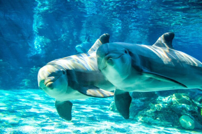 Dolphins at SeaWorld San Diego